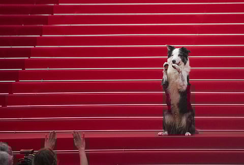Messi, The Dog From 'Anatomy Of A Fall,' On The Cannes Red Carpet